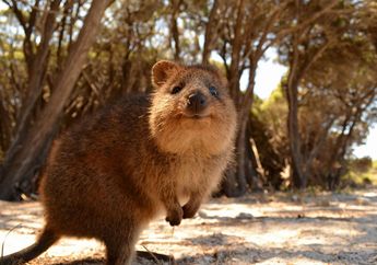 Quokka, Si Hewan Tersenyum