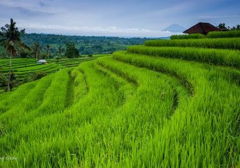 Jatiluwih, Keindahan Sawah di Pulau Dewata