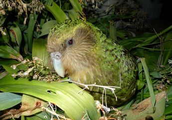 Inilah Burung yang Tidak Bisa Terbang