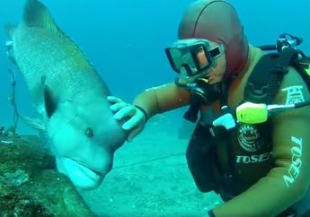 Wah, Kakek Asal Jepang Ini Bersahabat Baik dengan Seekor Ikan di Taman Bawah Laut!