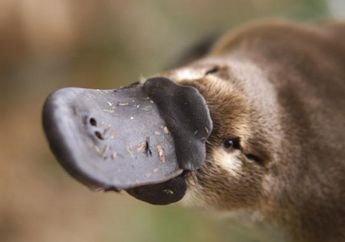 Platypus, Hewan yang Membingungkan Ahli