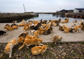 Tashirojima, Pulau Penuh Kucing!