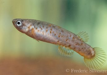 Mangrove rivulus, Ikan yang Bisa Hidup di Darat
