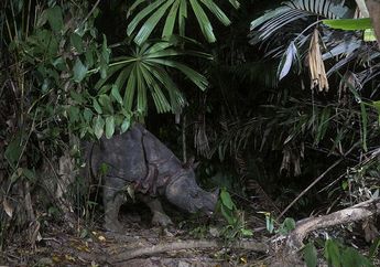 Badak Bercula Satu, Hewan Langka di Indonesia