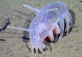 Babi Laut dari Dasar Laut