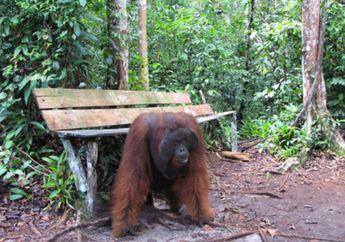 Status Orang Utan Kalimantan : Terancam Punah