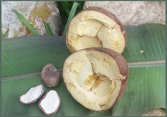 Keluwak, Bumbu Hitam