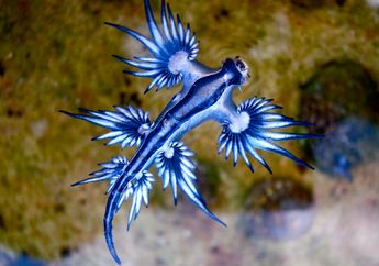 Glaucus Atlanticus, Siput Laut yang Beracun