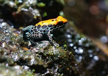 Katak Panah Beracun, Cantik Tapi Berbahaya