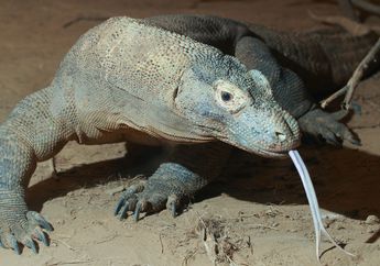 Kehebatan Tubuh Komodo