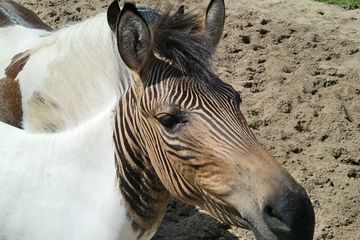 Berasal Dari Persilangan Kuda Kuda Poni Dan Zebra Inilah