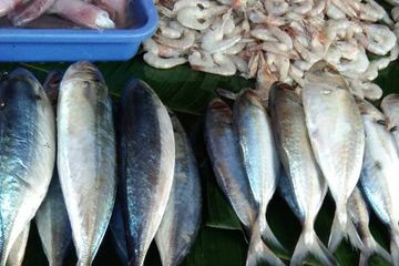 Serba Serbi Alergi Makanan Laut Apakah Kamu Mengalaminya Semua Halaman Bobo