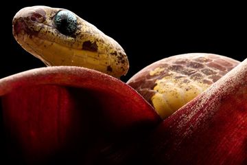 Unik Ular Ini Lebih Gemar Makan Siput Daripada Kadal Dan Tikus Semua Halaman Bobo