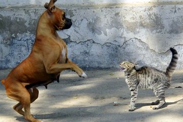 Benarkah Kucing Dan Anjing Sering Berkelahi Seperti Kata Peribahasa Semua Halaman Bobo