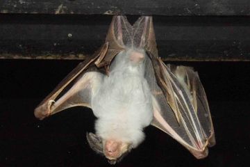 1010 Gambar Hewan Bisa Terbang Terbaik