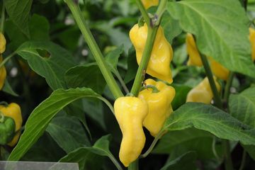 Cabai Habanero