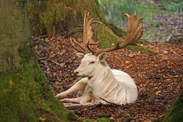 Ada Rusa Yang Berwarna Putih Tapi Bukan Jenis Albino Lo Pernah