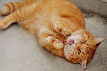 Kucing Juga Bisa Flu Bagaimana Gejala Dan Cara Merawatnya