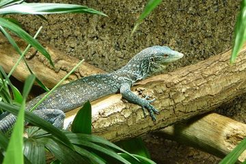 Wah Ada Biawak Asli Asal Indonesia Yang Juga Terancam Punah Lo