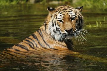 Berbeda dengan Kucing yang Takut Air, Harimau Justru Suka Berenang 