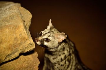 Mirip Kucing Sekaligus Mirip Luwak Hewan Apa Ya Akubacaakutahu Semua Halaman Bobo Mirip Kucing Sekaligus Mirip Luwak Hewan Apa Ya Akubacaakutahu Semua Halaman Bobo