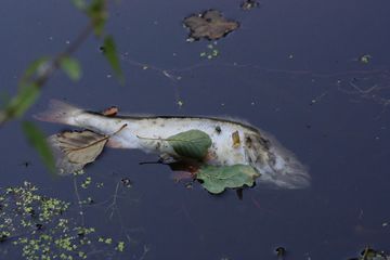 74 Kenapa Ikan Air Laut Mati Di Air Tawar HD Terbaik