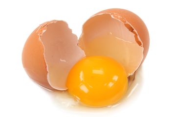 Analisislah mengapa telur tersebut tidak dapat berkembang menjadi anak ayam