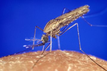 Malaria Tropika Dikenal Sebagai Malaria Yang Paling Ganas Kenapa Semua Halaman Bobo