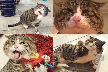 Ah Fei Kucing Gembul Yang Ekspresinya Bisa Bikin Harimu Jadi Menyenangkan Semua Halaman Bobo