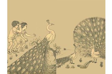 55 Gambar Burung Merak Yang Tercantik Gratis Terbaru