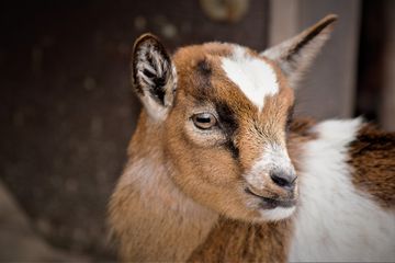Unduh 660 Gambar Hewan Kambing Terbaik Gratis HD