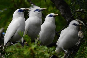 Jadi Maskot Pulau Bali, Kenalan Dengan Burung Jalak Bali, Yuk! - Semua  Halaman - Bobo