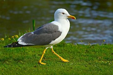 50++ Burung camar terbang menari terupdate