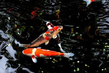 5500 Koleksi Ikan Hias Air Laut Kolam Terbaik