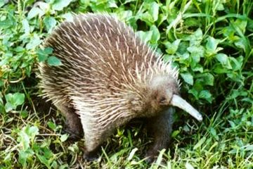 55 Gambar Hewan Landak Di Indonesia Gratis Terbaik