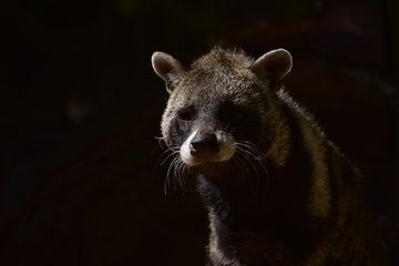 Bukan Luwak Atau Binturung Ini 3 Jenis Musang Yang Jarang Diketahui Semua Halaman Bobo