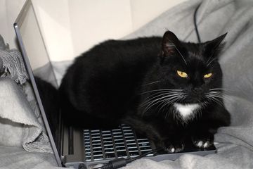 Jangan Marah Dulu Kalau Kucing Tiba Tiba Duduk Di Atas Laptop Ternyata Ini 4 Alasannya Semua Halaman Bobo
