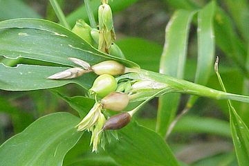 Yuk Mengenal Tanaman Yang Menginspirasi Lagu Berjudul Jali Jali Semua Halaman Bobo Yuk Mengenal Tanaman Yang Menginspirasi Lagu Berjudul Jali Jali Semua Halaman Bobo