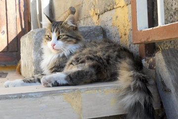 Ingin Pelihara Kucing Anggora Kenali Sifat Dan Cara Merawatnya