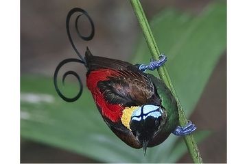 Bukan Hanya Satu Kenalan Dengan 7 Jenis Cenderawasih Khas