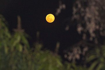 Malam Ini Jangan Lupa Lihat Bulan Purnama Mini Di Langit Ya Semua Halaman Bobo