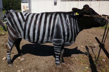 Untuk Membuktikan Fungsi Pola Garis Pada Zebra Peneliti Membuat