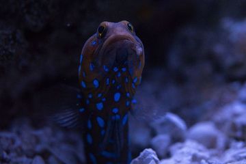 66+ Ikan Goby Air Laut Gratis Terbaru