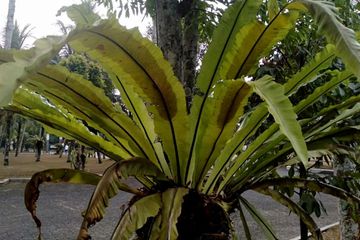 Pakis Sarang Burung Berdaun Panjang Ini Suka Menempel Di Pohon