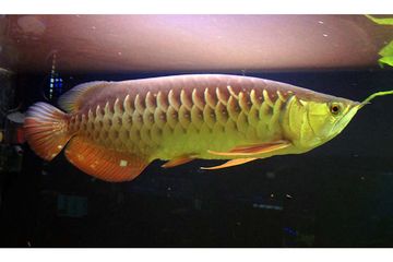 Dikenal Sebagai Ikan Hias Ternyata Ikan Arwana Terancam Punah