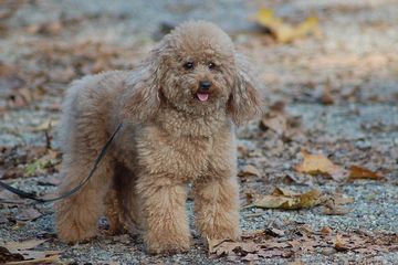 Harga anjing top poodle toy