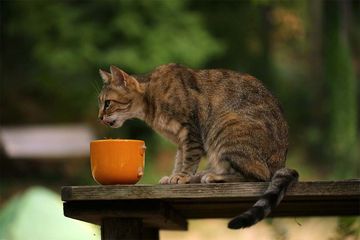 Sering Diabaikan Kucing Yang Selalu Lapar Bisa Jadi Pertanda Punya Masalah Kesehatan Semua Halaman Bobo