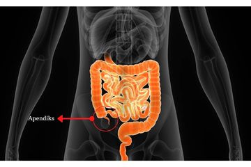 Mengenal Organ Tubuh Usus Buntu Bagian Kecil Dari Usus Besar Yang Sering Dianggap Sepele Semua Halaman Bobo