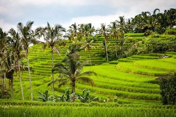 Mengenal Perkembangan Teknologi Produksi Pertanian Dari Waktu Ke Waktu Semua Halaman Bobo