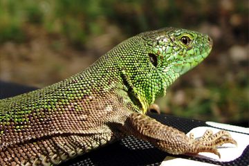 Mengapa Reptil Tidak Punya Bulu Ini Penjelasan Ilmiahnya Semua Halaman Bobo